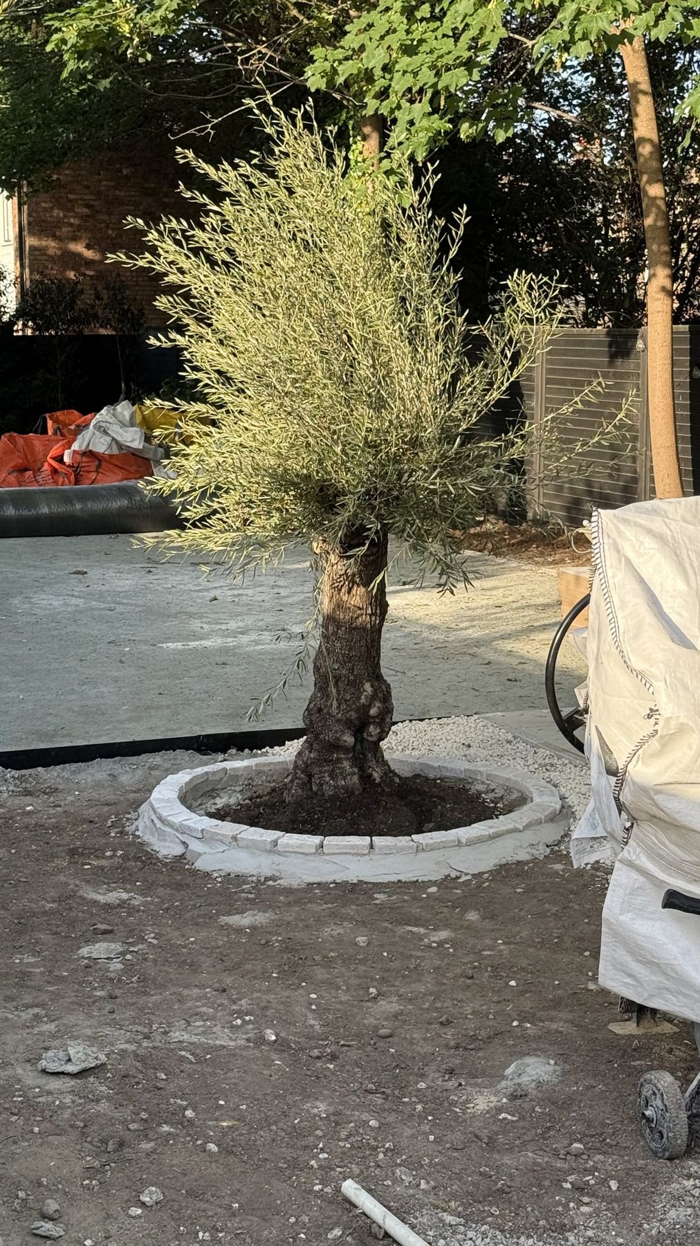 Curved stone surround being built around an olive tree